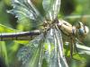 Gomphus pulchellus